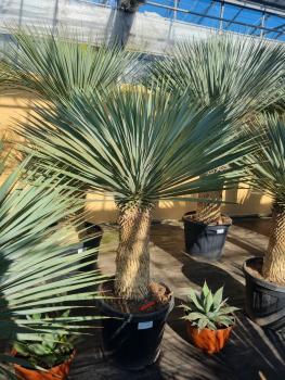 Yucca Rostrata 160cm - 70cm Stamm - genau diesen Nr.17-23
