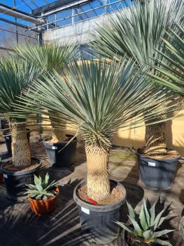 Yucca-rostrata-kaufen Nr-18-23 Planzaplaza