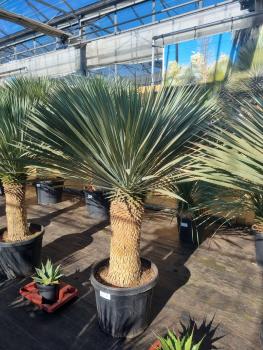 Yucca-rostrata-kaufen Nr-33-23 Plantaplaza