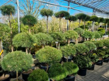 Pinien kaufen - Baumschule Plantaplaza
