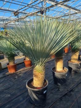 Yucca-rostrata-kaufen Nr-87-23 Plantaplaza