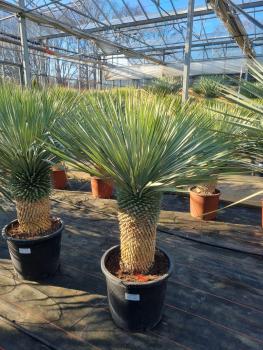 Yucca-rostrata-kaufen Nr-78-23 Plantaplaza