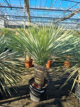 Yucca-rostrata-kaufen Nr-75-23 Plantaplaza