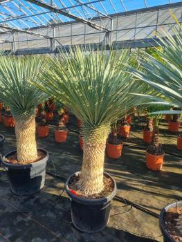 Yucca-rostrata-kaufen Nr-111-23 Plantaplaza