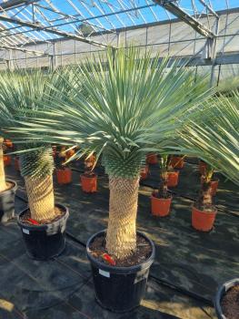 Yucca-rostrata-kaufen Nr-109-23 Plantaplaza