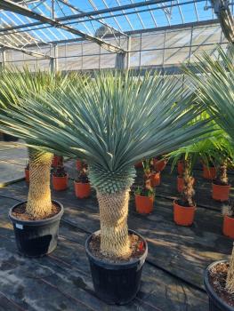 Yucca-rostrata-kaufen Nr-95-23 Plantaplaza