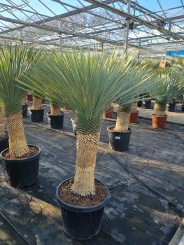 Yucca-rostrata-kaufen Nr-97-23 Plantaplaza