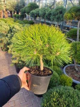 Pinus nigra Marie Bregeon® Kugelkiefer ⌀30cm
