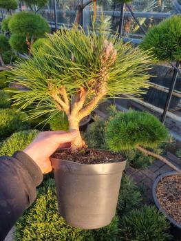 Pinus nigra Pierrick Bregeon® ⌀30cm - Kugelkiefer.