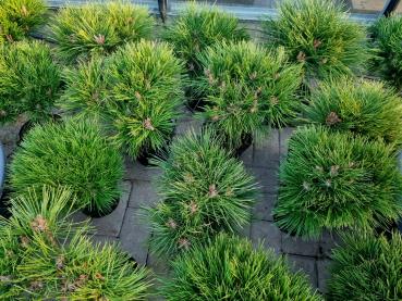 Pinus nigra Pierrick Bregeon® ⌀30cm - Kugelkiefer.