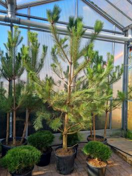 Pinus nigra ssp. nigra 270cm