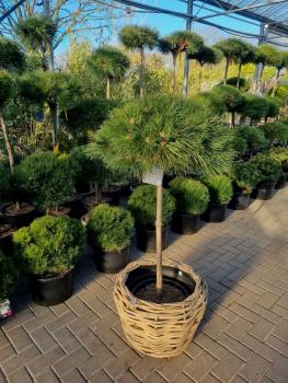 Pinus nigra Hochstamm - 145cm Pierrick Bregeon® Stämmchen.