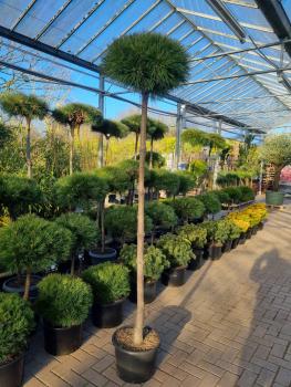 Pinus nigra Pierrick Bregeon® Hochstamm kaufen - Plantaplaza