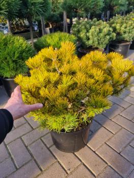 Zwergkiefer Pinus mugo 'Carsten's Wintergold ⌀ 40-50cm.