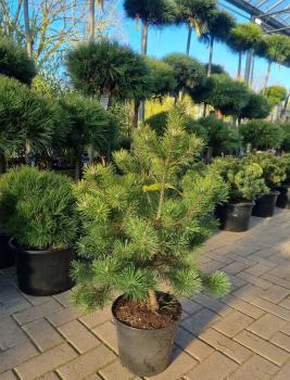 Hakenkiefer Pinus mugo subsp. uncinata 90cm