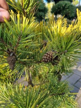 Gelbe Waldkiefer Pinus sylvestris 'Aurea'