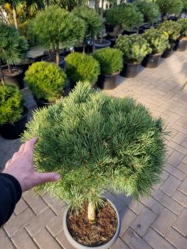 Hochstamm Pinus sylvestris ´watereri´ 105cm