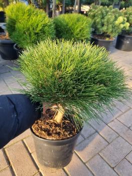 Pinus nigra Pierrick Bregeon® ⌀35-40cm - Kugelkiefer.