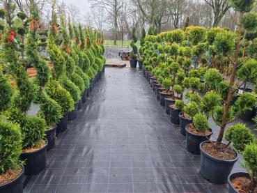 Gartenbonsai kaufen