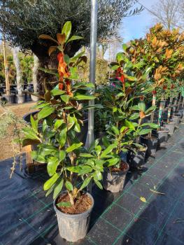 Magnolia grandiflora Gallisoniensis 150cm