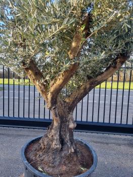 ↑ Sie erhalten genau diesen ↑ - Olivenbaum verzweigt 270cm Nr.126