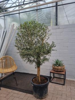 ↑ Sie erhalten genau diesen ↑ - Olivenbaum 180cm - Olea Hojiblanca Nr.142