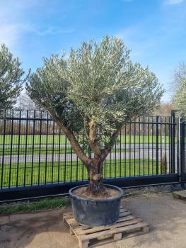 Olivenbaum verzweigt 270cm Nr.163