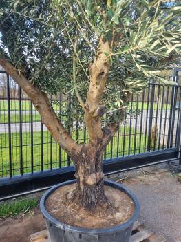 ↑ Sie erhalten genau diesen ↑ - Olivenbaum verzweigt 270cm Nr.163