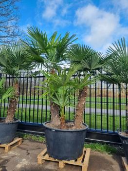 Trachycarpus Fortunei 250cm Palmengruppe Nr.4-23