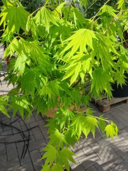 Goldahorn 140cm Acer shirasawanum ´jordan´ als stämmchen.