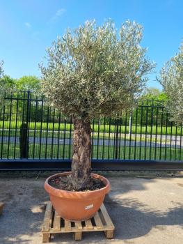 Alter-Olivenbaum-kaufen-309