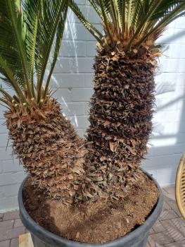 Cycas Revoluta 220cm - XXL Palmfarn - Japanische Sagopalme Nr.2-23
