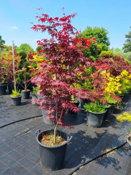 Fächerahorn Acer Palmatum Bloodgood Nr.1