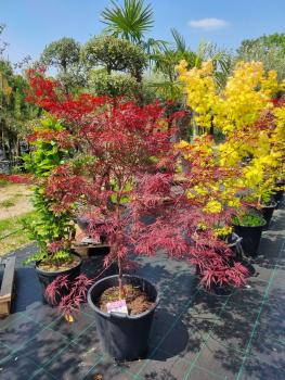 Roter Fächerahorn Acer Palmatum Garnet Tower Nr.6