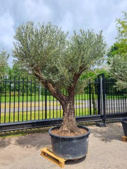 Olivenbaum-mit-schoener-verzweigung-Nr331