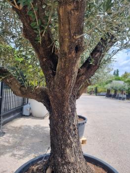 ↑ Sie erhalten genau diesen Olivenbaum ↑ mit verzweigten Stämmen - Nr.331