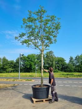 Walnussbaum Juglans regia 6m