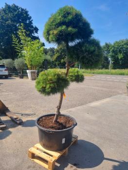 ↑ Sie erhalten genau diesen Gartenbonsai ↑ Pinus nigra Bregeon Bonsai Nr.P2