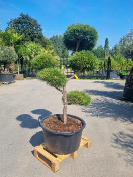 Gartenbonsai-Pinus-nigra-Bregeon-P3