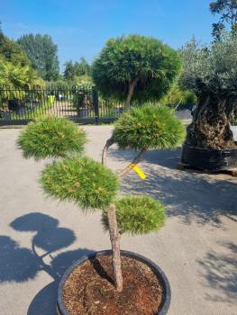 ↑ Sie erhalten genau diesen Gartenbonsai ↑ Pinus nigra Bregeon Bonsai Nr.P3