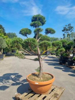 Gartenbonsai-Pinus-sylvestris-P7
