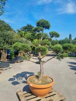 ↑ Sie erhalten genau diesen Gartenbonsai ↑ Pinus sylvestris Bonsai Nr.P7