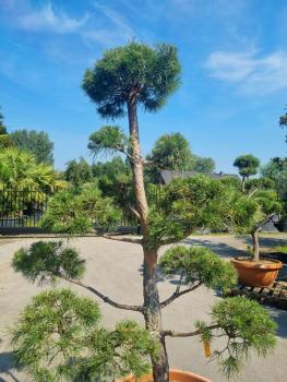 ↑ Sie erhalten genau diesen Gartenbonsai ↑ Pinus sylvestris Bonsai Nr.P8