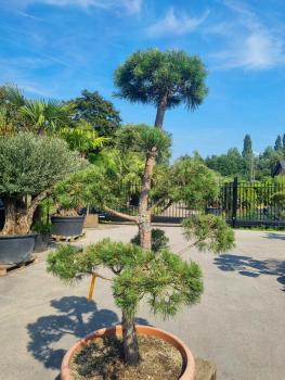 ↑ Sie erhalten genau diesen Gartenbonsai ↑ Pinus sylvestris Bonsai Nr.P8