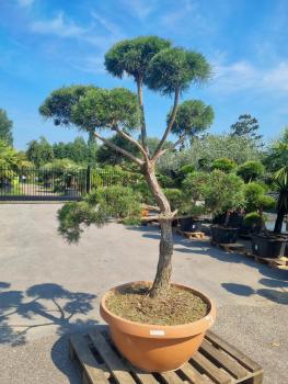 Gartenbonsai-Pinus-sylvestris-P10
