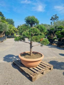 Gartenbonsai-Pinus-sylvestris-P11