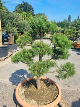 ↑ Sie erhalten genau diesen Gartenbonsai ↑ Pinus sylvestris Bonsai Nr.P11