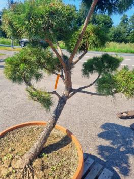 ↑ Sie erhalten genau diesen Gartenbonsai ↑ Pinus sylvestris Bonsai Nr.P12