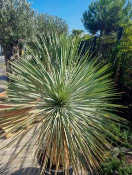 Yucca Rostrata 155cm - 70cm Stamm - genau diesen Nr.24