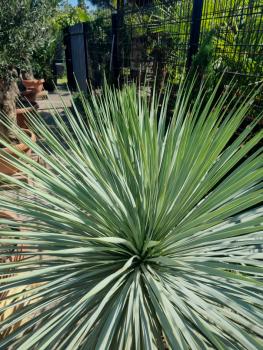 Yucca Rostrata 160cm - 60cm Stamm - genau diesen Nr.128